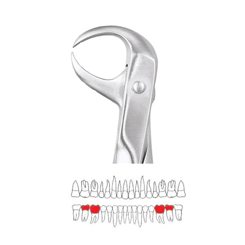 GDC | Extraction Forceps Lower Molars | 86 Standard (FX86S)